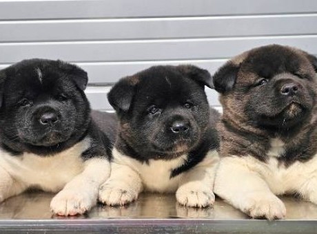 americka akita 01.jpg